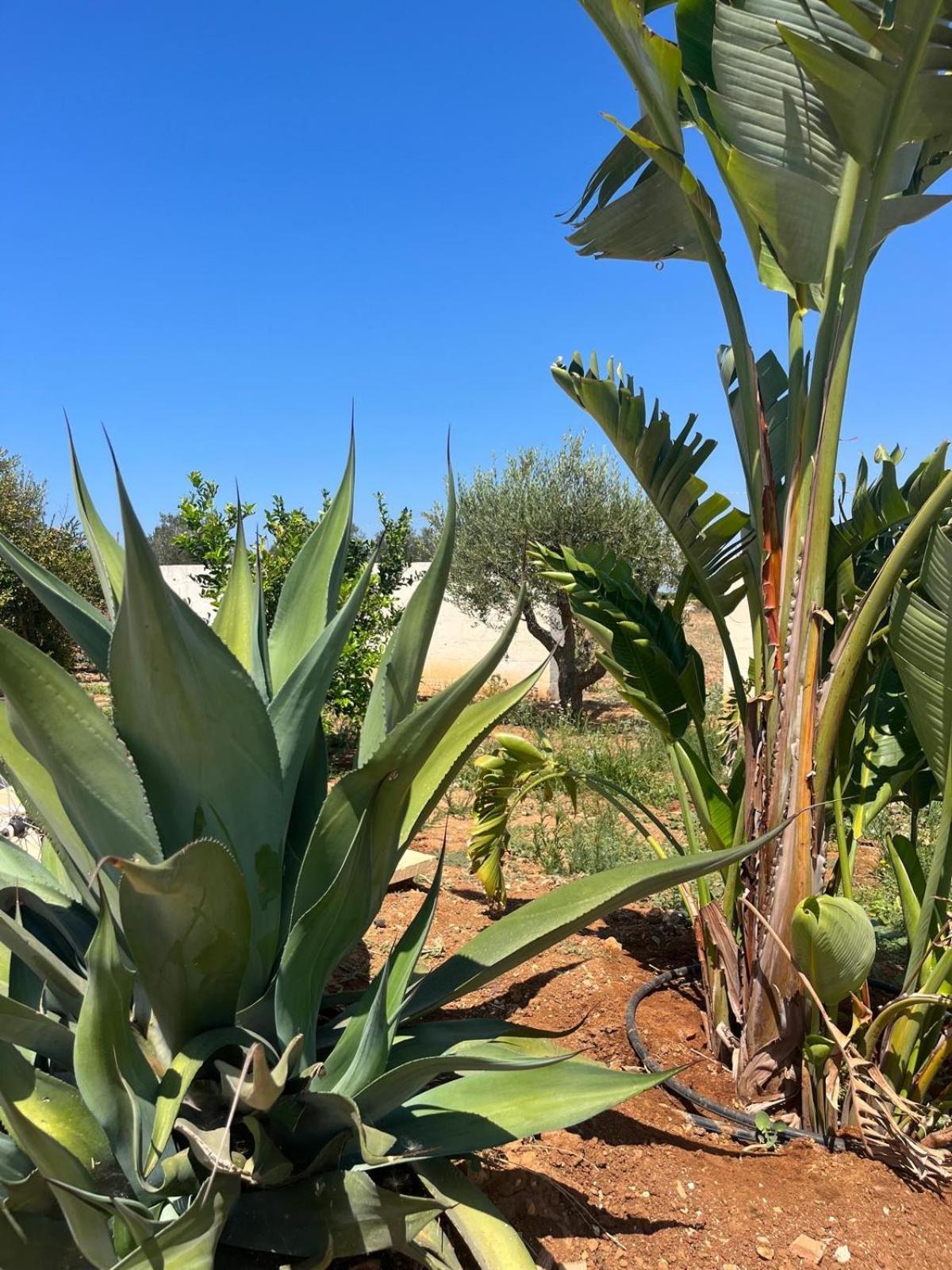 סנטה קתרינה Villa Casa Bianca Di Porto Selvaggio מראה חיצוני תמונה